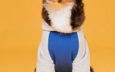 Camisetas Personalizadas para Pets: Estilo Animal